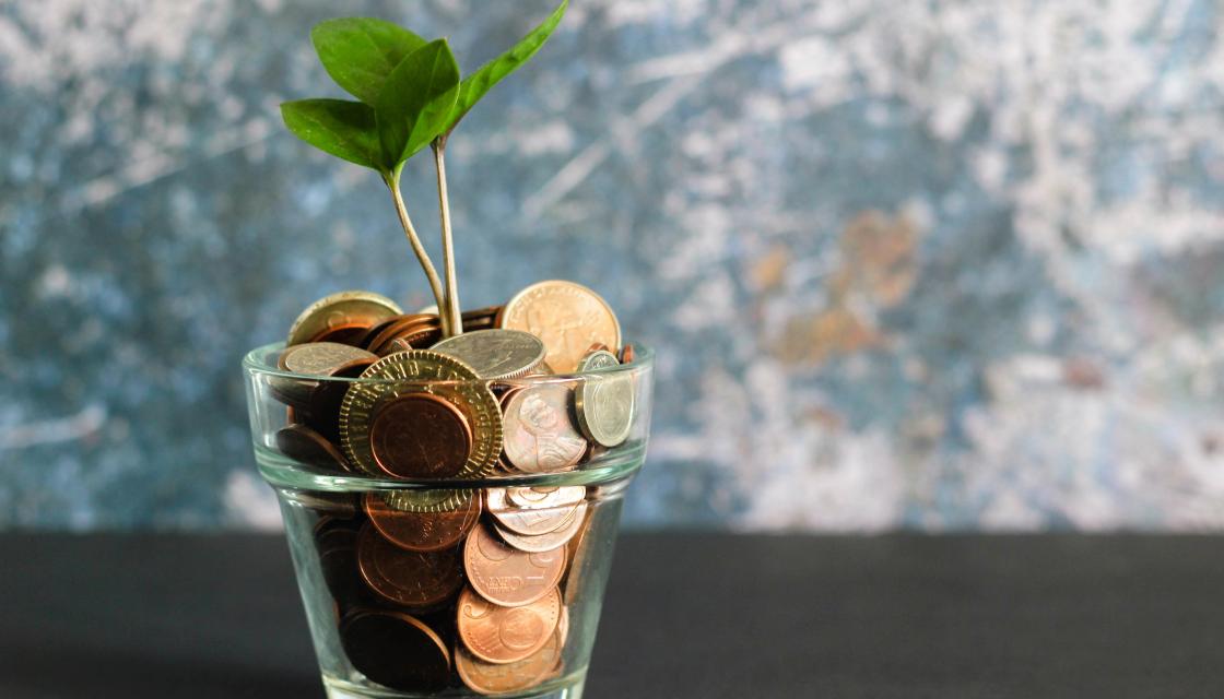 Small plant growing in a pot of money